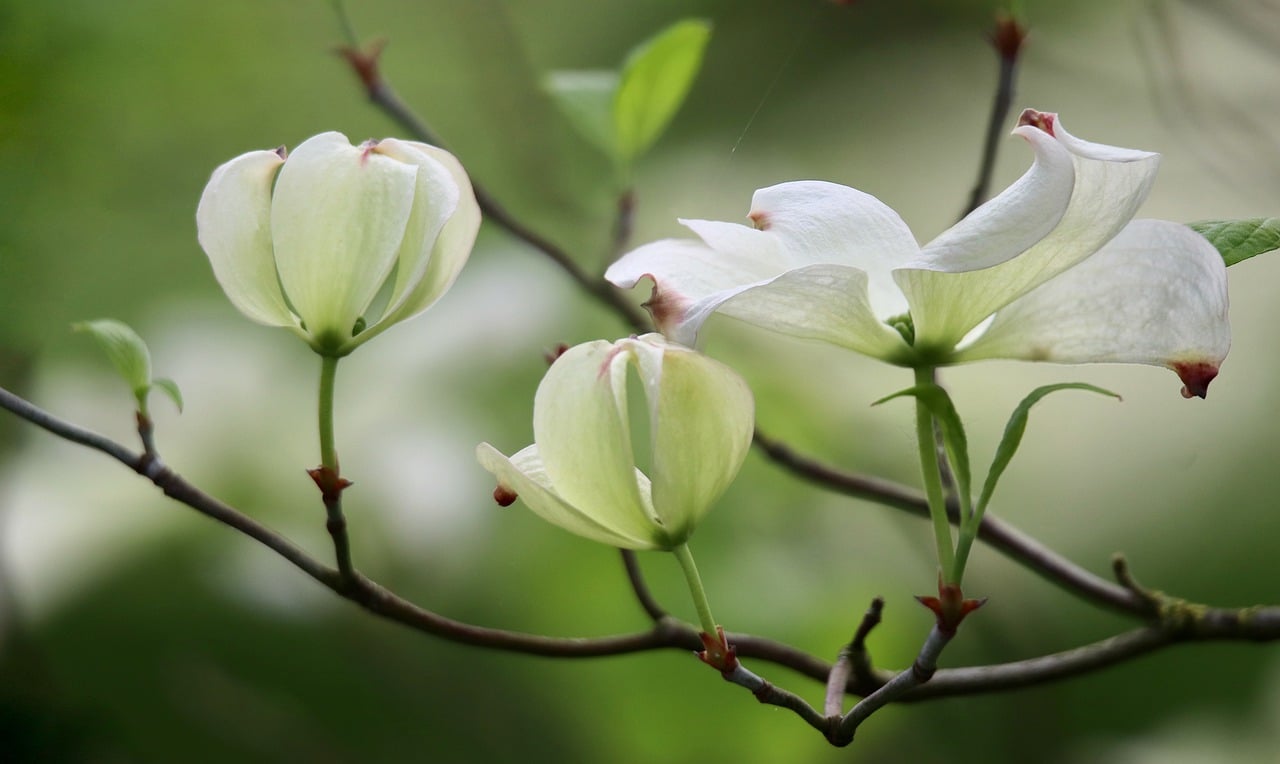 dogwood-7978952_1280